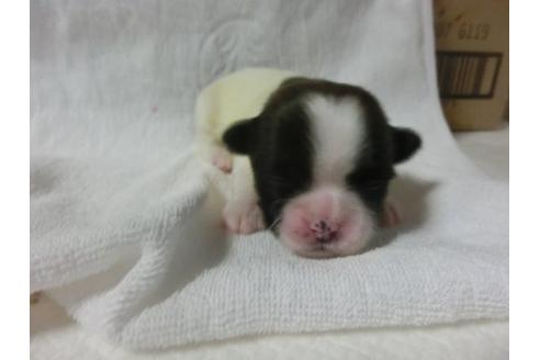 成約済の福岡県のシーズー-23133の2枚目