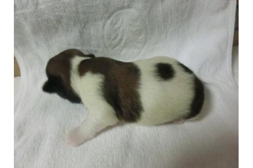 成約済の福岡県のシーズー-23133の3枚目