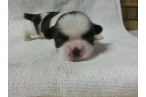 成約済の福岡県のシーズー-23134の1枚目