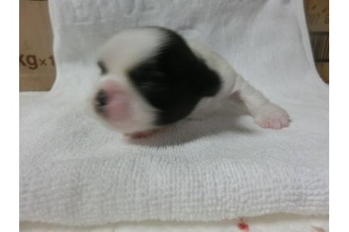 成約済の福岡県のシーズー-23134の2枚目