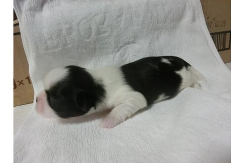 成約済の福岡県のシーズー-23134の3枚目