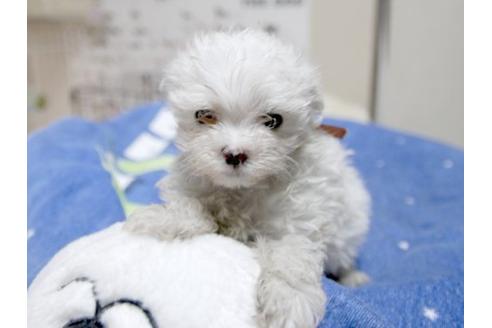 成約済の埼玉県のマルチーズ-22996の1枚目