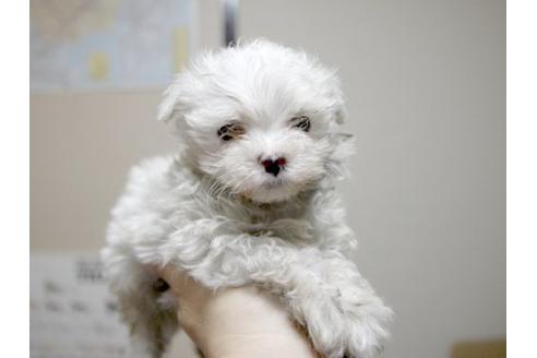 成約済の埼玉県のマルチーズ-22996の3枚目