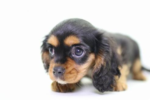 成約済の愛知県のキャバリアキングチャールズスパニエル-20951の1枚目
