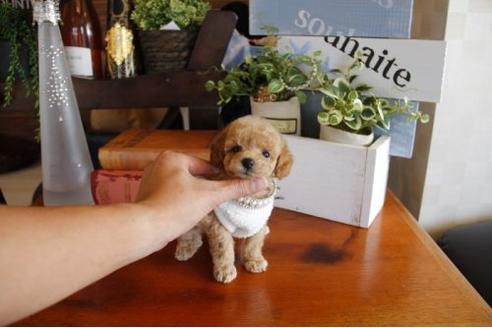 成約済の埼玉県のトイプードル-23198の1枚目