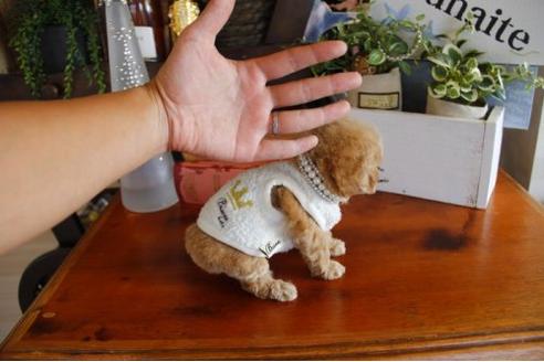 成約済の埼玉県のトイプードル-23198の2枚目