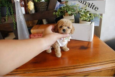 成約済の埼玉県のトイプードル-23199の1枚目