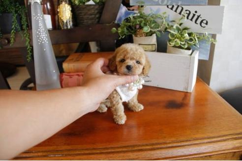 成約済の埼玉県のトイプードル-23199の2枚目