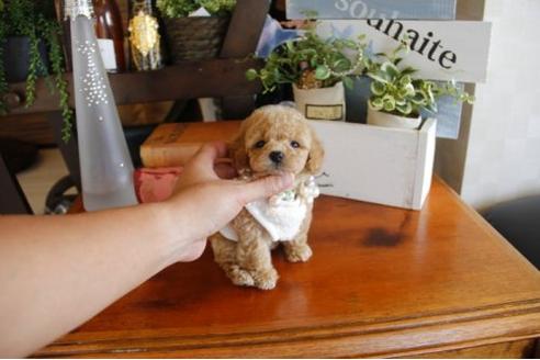 成約済の埼玉県のトイプードル-23199の3枚目