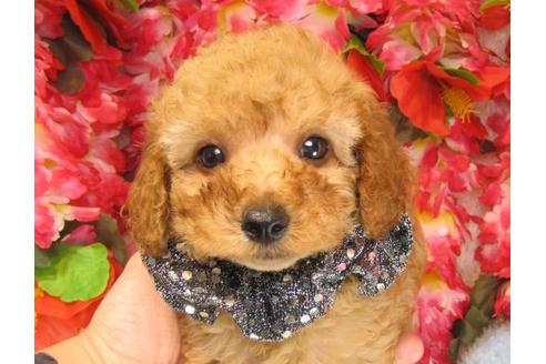 成約済の茨城県のトイプードル-23266の1枚目
