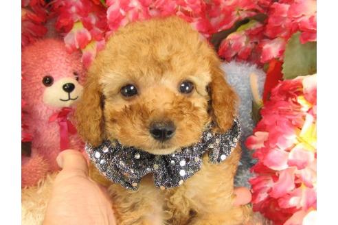 成約済の茨城県のトイプードル-23266の2枚目
