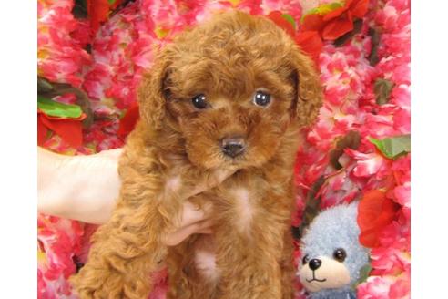 成約済の茨城県のトイプードル-23267の2枚目