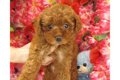 成約済の茨城県のトイプードル-23267の3枚目
