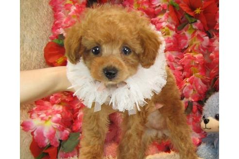 成約済の茨城県のトイプードル-23268の1枚目