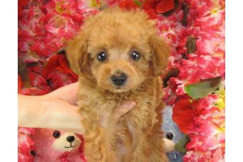 成約済の茨城県のトイプードル-23268の3枚目