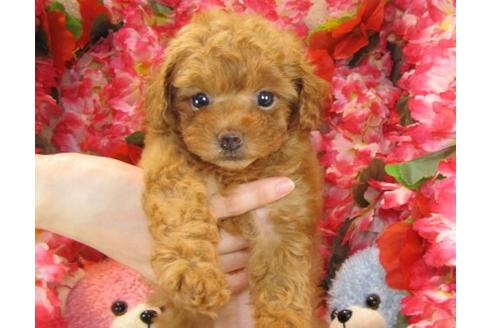 成約済の茨城県のトイプードル-23269の1枚目