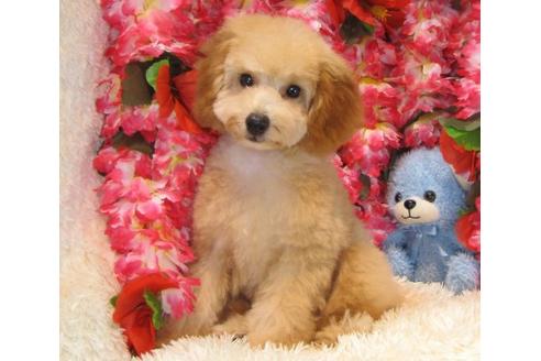 成約済の茨城県のトイプードル-23270の1枚目