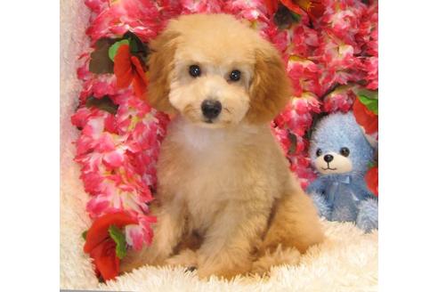 成約済の茨城県のトイプードル-23270の3枚目