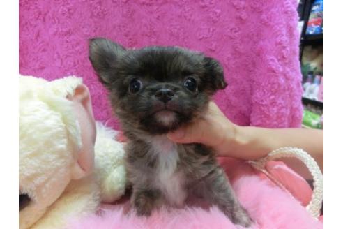 成約済の京都府のチワワ-23277の1枚目