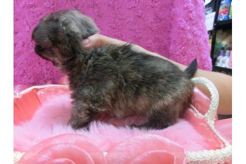 成約済の京都府のチワワ-23277の2枚目