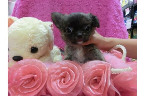 成約済の京都府のチワワ-23277の3枚目