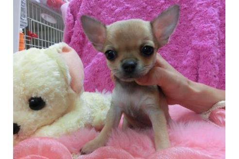 成約済の京都府のチワワ-23278の1枚目