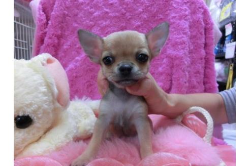 成約済の京都府のチワワ-23278の2枚目