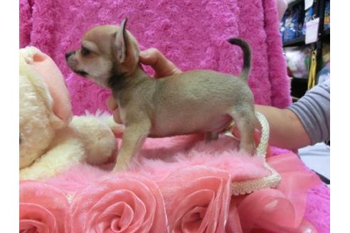 成約済の京都府のチワワ-23278の3枚目