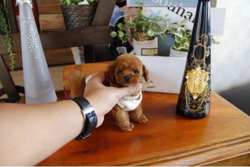 成約済の埼玉県のトイプードル-23289の1枚目