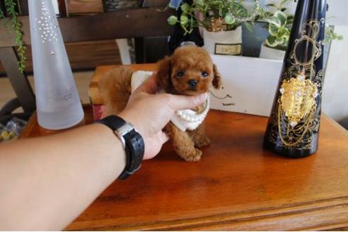 成約済の埼玉県のトイプードル-23289の2枚目