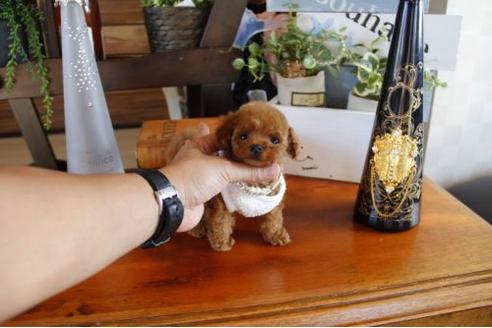 成約済の埼玉県のトイプードル-23289の3枚目