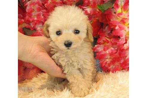 成約済の茨城県のトイプードル-23305の3枚目