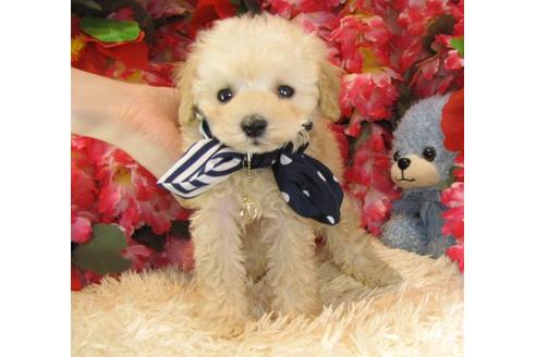 成約済の茨城県のトイプードル-23305の1枚目