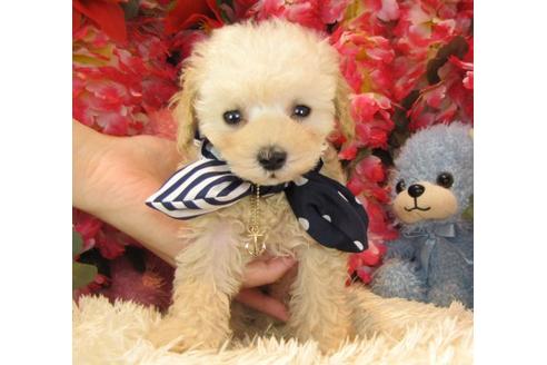 成約済の茨城県のトイプードル-23305の2枚目