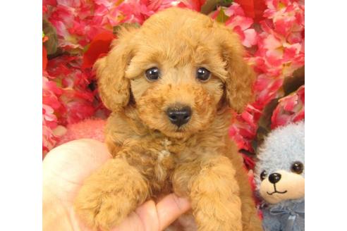 成約済の茨城県のトイプードル-23306の1枚目