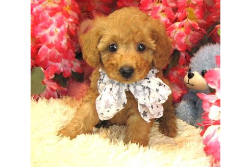 成約済の茨城県のトイプードル-23306の2枚目