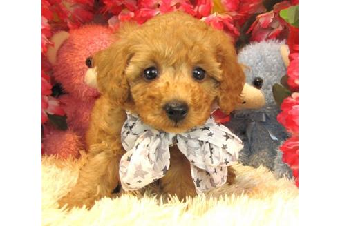 成約済の茨城県のトイプードル-23306の3枚目