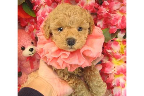 成約済の茨城県のトイプードル-23307の3枚目