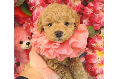 成約済の茨城県のトイプードル-23307の1枚目