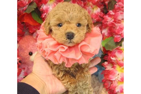 成約済の茨城県のトイプードル-23307の2枚目