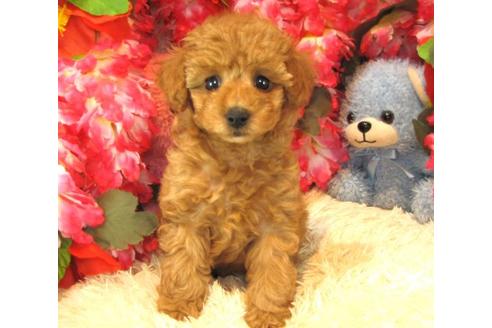 成約済の茨城県のトイプードル-23308の1枚目