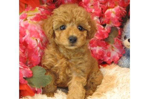 成約済の茨城県のトイプードル-23308の2枚目