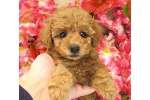 成約済の茨城県のトイプードル-23308の3枚目