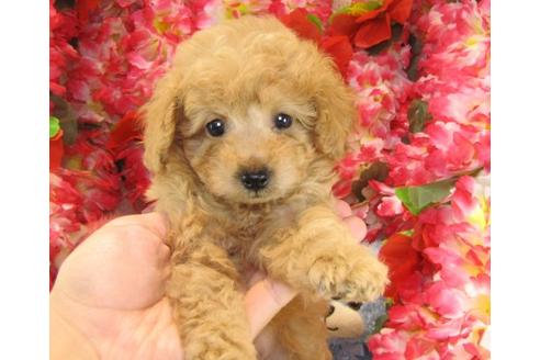 成約済の茨城県のトイプードル-23309の2枚目