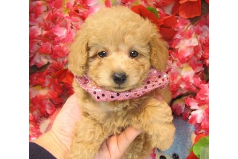 成約済の茨城県のトイプードル-23309の3枚目