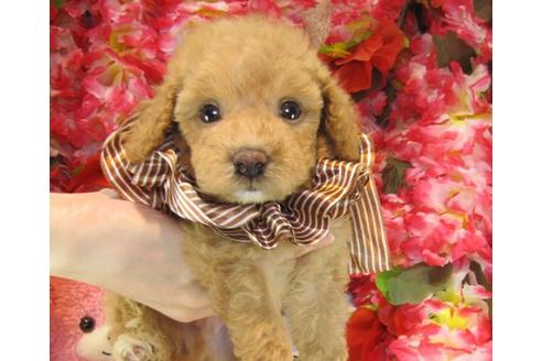 成約済の茨城県のトイプードル-23310の1枚目