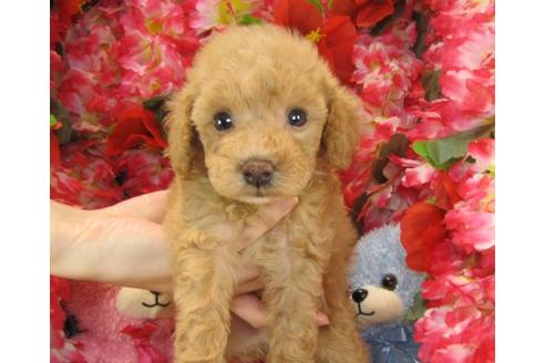 成約済の茨城県のトイプードル-23310の2枚目