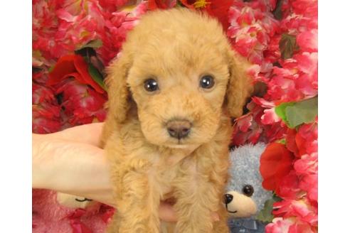 成約済の茨城県のトイプードル-23310の3枚目