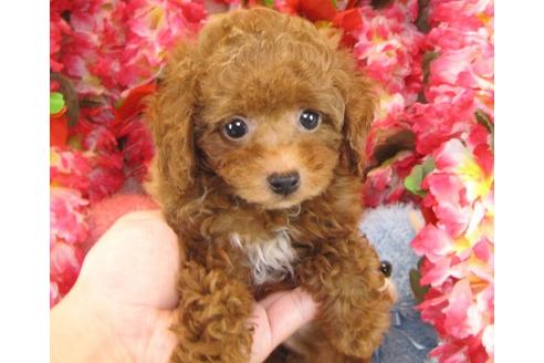 成約済の茨城県のトイプードル-23311の1枚目