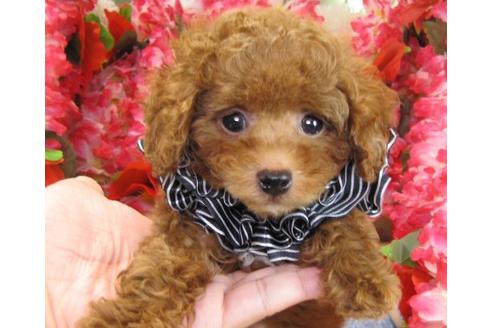 成約済の茨城県のトイプードル-23311の2枚目